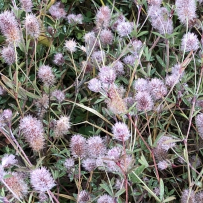 Trifolium arvense var. arvense (Haresfoot Clover) at Hughes, ACT - 12 Jul 2020 by ruthkerruish