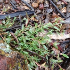 Einadia nutans subsp. nutans (Climbing Saltbush) at Campbell, ACT - 11 Jul 2020 by JanetRussell