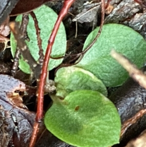 Pterostylidinae (greenhood alliance) at Burra, NSW - suppressed