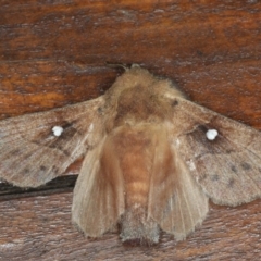 Opsirhina lechriodes (Opsirhina lechriodes) at Congo, NSW - 11 Jul 2020 by jbromilow50