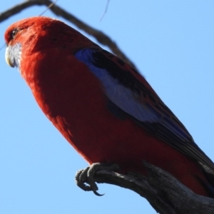 Platycercus elegans at Majura, ACT - 1 Sep 2019