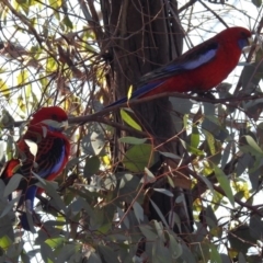 Platycercus elegans at Majura, ACT - 1 Sep 2019