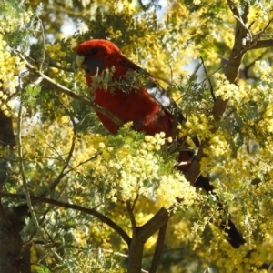 Platycercus elegans at Majura, ACT - 1 Sep 2019