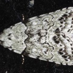 Calathusa basicunea (Eastern Calathusa) at Congo, NSW - 11 Jul 2020 by jbromilow50