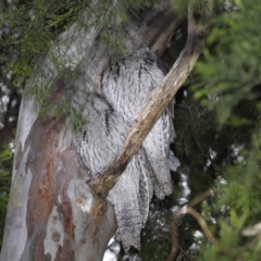 Podargus strigoides (Tawny Frogmouth) at Congo, NSW - 11 Jul 2020 by jb2602