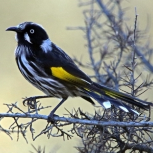 Phylidonyris novaehollandiae at Fyshwick, ACT - 15 Jul 2019