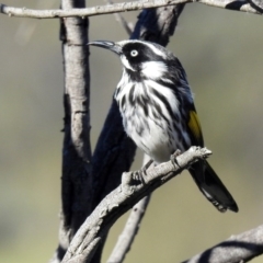 Phylidonyris novaehollandiae at Fyshwick, ACT - 15 Jul 2019