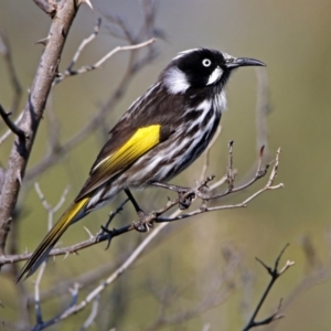 Phylidonyris novaehollandiae at Fyshwick, ACT - 18 Jul 2019