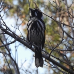 Phylidonyris novaehollandiae at Fyshwick, ACT - 18 Jul 2019