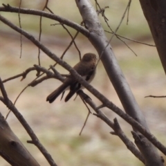 Petroica goodenovii (Red-capped Robin) at Rendezvous Creek, ACT - 14 Oct 2019 by RodDeb