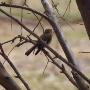 Petroica goodenovii at Rendezvous Creek, ACT - 14 Oct 2019