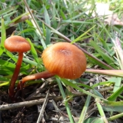 Unverified Cap on a stem; gills below cap [mushrooms or mushroom-like] at Molonglo Valley, ACT - 6 May 2020 by JanetRussell