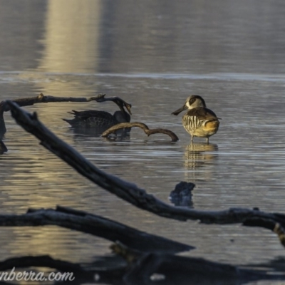 Malacorhynchus membranaceus (Pink-eared Duck) at Amaroo, ACT - 27 Jun 2020 by BIrdsinCanberra