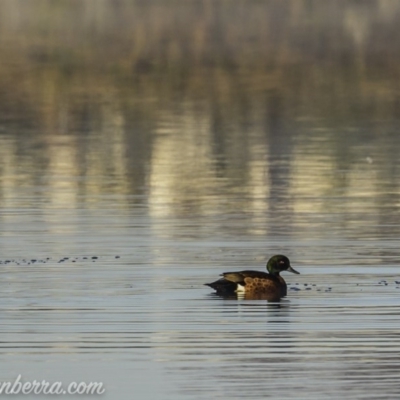 Anas castanea (Chestnut Teal) at Amaroo, ACT - 28 Jun 2020 by JonSteinbeck