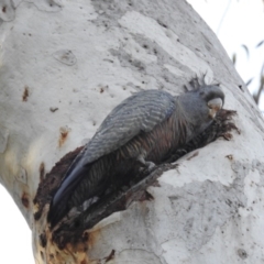 Callocephalon fimbriatum (Gang-gang Cockatoo) at Acton, ACT - 12 Jul 2020 by HelenCross