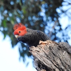Callocephalon fimbriatum at Acton, ACT - suppressed