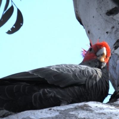 Callocephalon fimbriatum (Gang-gang Cockatoo) at Acton, ACT - 12 Jul 2020 by HelenCross