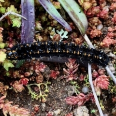 Apina callisto (Pasture Day Moth) at Tuggeranong Hill - 11 Jul 2020 by KMcCue