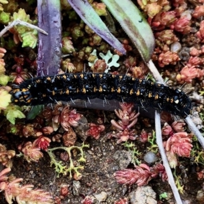 Apina callisto (Pasture Day Moth) at Tuggeranong Hill - 11 Jul 2020 by KMcCue