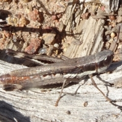 Macrotona australis (Common Macrotona Grasshopper) at Molonglo Valley, ACT - 6 May 2020 by JanetRussell