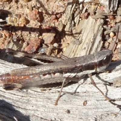 Macrotona australis (Common Macrotona Grasshopper) at Molonglo Valley, ACT - 6 May 2020 by JanetRussell