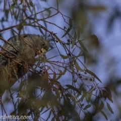 Callocephalon fimbriatum (Gang-gang Cockatoo) at Hughes, ACT - 27 Jun 2020 by BIrdsinCanberra