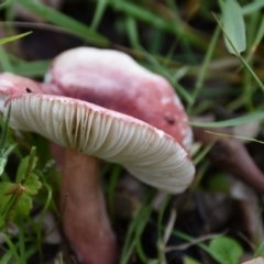 Russula sp. (genus) (Russula) at Termeil, NSW - 12 Jul 2020 by wendie