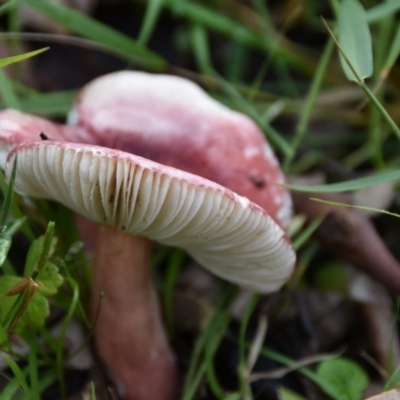 Russula sp. (genus) (Russula) at Termeil, NSW - 12 Jul 2020 by wendie