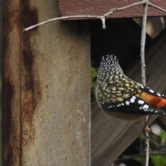 Pardalotus punctatus (Spotted Pardalote) at Aranda, ACT - 12 Jul 2020 by KMcCue