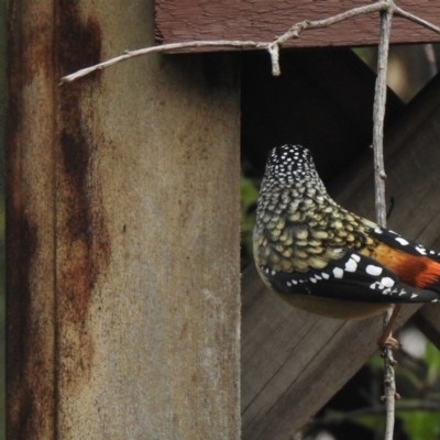 Pardalotus punctatus (Spotted Pardalote) at Aranda, ACT - 12 Jul 2020 by KMcCue