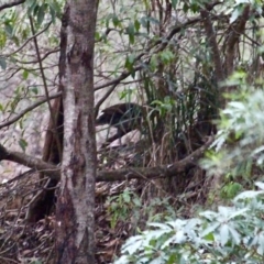 Menura novaehollandiae (Superb Lyrebird) at South Wolumla, NSW - 11 Jul 2020 by RossMannell