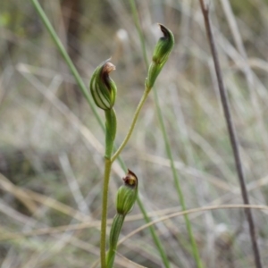 Speculantha rubescens at Aranda, ACT - suppressed