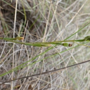 Speculantha rubescens at Aranda, ACT - suppressed