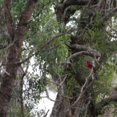 Platycercus elegans (Crimson Rosella) at Wolumla, NSW - 10 Jul 2020 by RossMannell