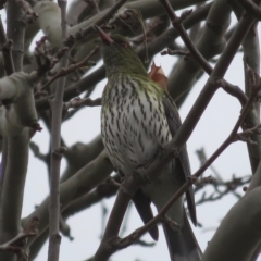 Oriolus sagittatus (Olive-backed Oriole) at Narrabundah, ACT - 12 Jul 2020 by RobParnell