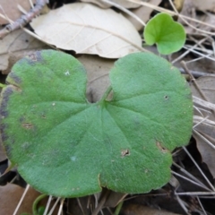 Dichondra repens (Kidney Weed) at National Arboretum Forests - 1 Oct 2017 by JanetRussell