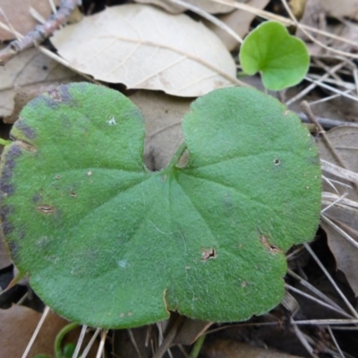 Dichondra repens (Kidney Weed) at National Arboretum Forests - 1 Oct 2017 by JanetRussell