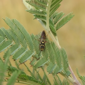 Tiphiidae (family) at Royalla, NSW - 16 Apr 2018