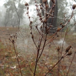 Tiphiidae (family) at Jerrabomberra, ACT - 1 Apr 2018