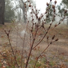 Tiphiidae (family) at Jerrabomberra, ACT - 1 Apr 2018