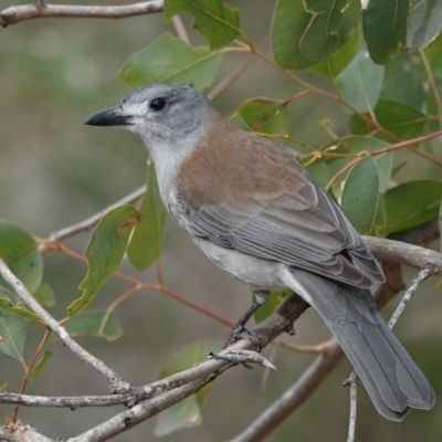 Colluricincla harmonica (Grey Shrikethrush) at Black Range, NSW - 10 Jul 2020 by AndrewMcCutcheon