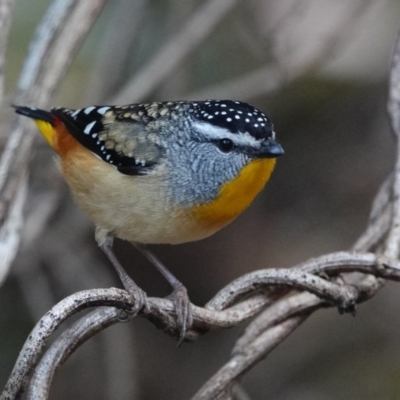 Pardalotus punctatus (Spotted Pardalote) at Black Range, NSW - 11 Jul 2020 by AndrewMcCutcheon