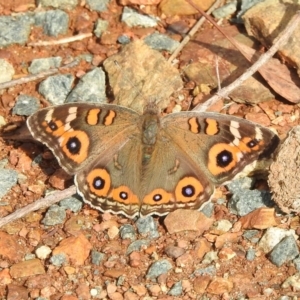 Junonia villida at Burra, NSW - 16 Apr 2018