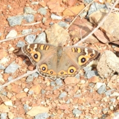 Junonia villida at Burra, NSW - 16 Apr 2018