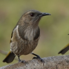 Phylidonyris pyrrhopterus (Crescent Honeyeater) at Black Range, NSW - 10 Jul 2020 by AndrewMcCutcheon