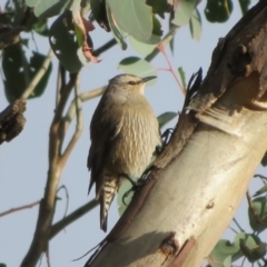 Climacteris picumnus (Brown Treecreeper) at Tharwa, ACT - 12 Jul 2020 by Christine