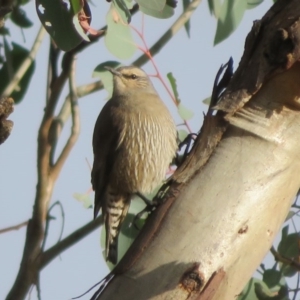 Climacteris picumnus victoriae at Tharwa, ACT - 12 Jul 2020