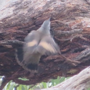 Climacteris picumnus victoriae at Tharwa, ACT - 12 Jul 2020