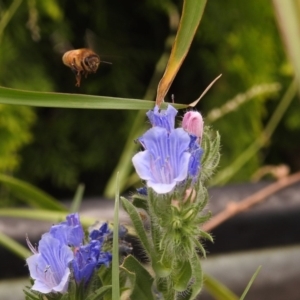 Apis mellifera at Fadden, ACT - 29 Dec 2017