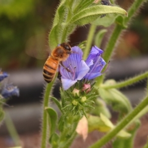 Apis mellifera at Fadden, ACT - 29 Dec 2017